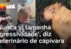 Veja Vídeo – Veterinário de capivara agredida sobre violência contra animal: ‘Nunca vi tamanha agressividade’