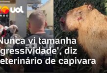 Veja Vídeo – Veterinário de capivara agredida sobre violência contra animal: ‘Nunca vi tamanha agressividade’