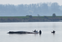 Veja Vídeo – Alemanha inicia nova operação para resgatar baleia-jubarte enchalhada há semanas; veja
