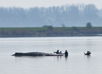 Veja Vídeo – Alemanha inicia nova operação para resgatar baleia-jubarte enchalhada há semanas; veja