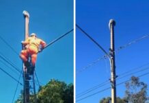 Bombeiros resgatam ouriço em poste de iluminação pública