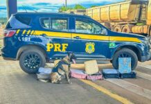 PRF apreende 21,5 kg de cocaína em três operações na BR-364 em Mato Grosso