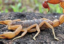 Cuiabá teve 50 ocorrências de acidentes com animais peçonhentos; Morada da Serra lidera