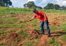 Assistência técnica e insumos fortalecem produção de maracujá e banana entre famílias rurais de Várzea Grande