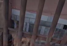 Vídeo: Cachorros abandonados em residência no Jardim Florianópolis aguardam resgate urgente