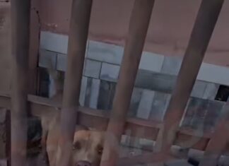 Vídeo: Cachorros abandonados em residência no Jardim Florianópolis aguardam resgate urgente