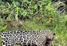 Vídeo: Filhote de onça é flagrado “brincando” com capivara abatida no Pantanal