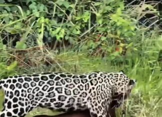 Vídeo: Filhote de onça é flagrado “brincando” com capivara abatida no Pantanal