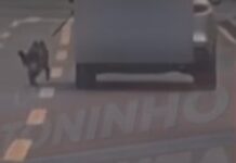 Vídeo: Cachorro é flagrado “caminhando” do lado externo de veículo em Ponta Grossa