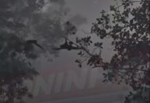 Vídeo: Macacos-aranha formam “ponte viva” para proteger filhotes em Paranaíta