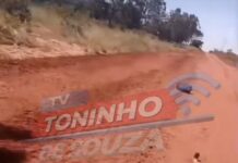 Vídeo: Motociclista colide com onça-parda na MS-340