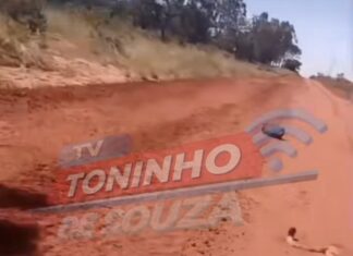 Vídeo: Motociclista colide com onça-parda na MS-340