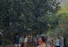Vídeo: Cobra em parque de Cuiabá surpreende público e acende alerta