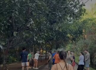 Vídeo: Cobra em parque de Cuiabá surpreende público e acende alerta