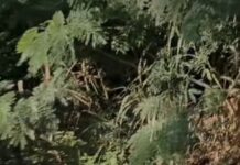 Vídeo: Moradora denuncia lixão ao lado de córrego e perto de creche no Pedregal em Cuiabá