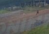Vídeo: Jovem corre e escapa de ataque de javali em Santa Catarina