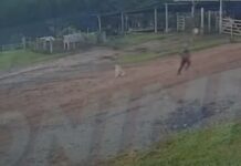 Vídeo: Jovem corre e escapa de ataque de javali em Santa Catarina