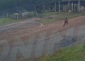Vídeo: Jovem corre e escapa de ataque de javali em Santa Catarina