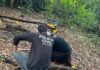 Operação Sem Rastros prende suspeitos de homicídio com degola e ocultação de cadáver em Araputanga