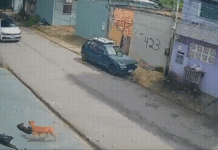 Veja Vídeo – Homem invade calçada com carro e atropela cachorros em Manaus: ‘Fazia de novo’
