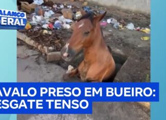 Veja Vídeo – Cavalo cai em bueiro sem tampa e mobiliza moradores em resgate na Paraíba