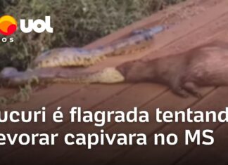 Veja Vídeo – Sucuri é flagrada tentando devorar capivara em estrada no Mato Grosso do Sul