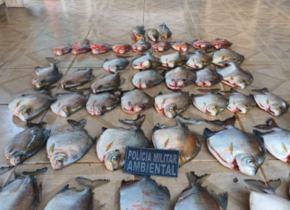 BPMPA apreende 33 kg de pescado irregular em Nova Canaã do Norte e prende homem de 57 anos