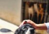 Mutirão no Passaredo oferece vacinação e adoção de cães e gatos em Cuiabá