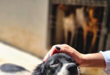 Mutirão no Passaredo oferece vacinação e adoção de cães e gatos em Cuiabá