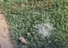 Vídeo: Terreno abandonado local de procriação de caramujos em Cuiabá