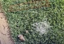 Vídeo: Terreno abandonado local de procriação de caramujos em Cuiabá