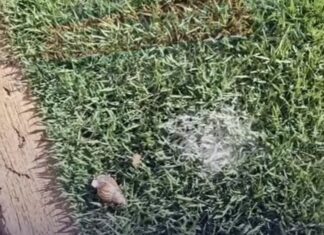 Vídeo: Terreno abandonado local de procriação de caramujos em Cuiabá