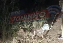 Vídeo: Cachorro abandonado e maltratado é resgatado e adotado no Nova Esperança