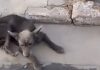 Vídeo: Morador do Jardim Colorado denuncia vizinha por maus-tratos a cães em Cuiabá