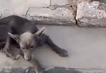 Vídeo: Morador do Jardim Colorado denuncia vizinha por maus-tratos a cães em Cuiabá
