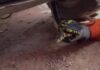 Vídeo: Cobra é resgatada de dentro de carro em Alta Floresta
