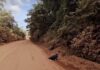Veja Vídeo: Ataque de ave gigante é flagrado em estrada de MT