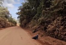 Veja Vídeo: Ataque de ave gigante é flagrado em estrada de MT