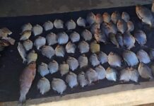 Sema e Polícia Militar apreendem mais de 60 kg de pescado irregular em Barão de Melgaço