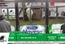 Veja Vídeo – Boi tenta pular arena durante leilão e provoca correria; veja o momento do desespero
