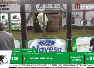 Veja Vídeo – Boi tenta pular arena durante leilão e provoca correria; veja o momento do desespero