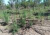 PM interdita invasão de terra em Luciara e encontra 5 mil pés de maconha em fazenda