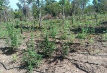 PM interdita invasão de terra em Luciara e encontra 5 mil pés de maconha em fazenda