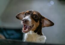 Mais de 40 cães resgatados de maus-tratos já estão prontos para adoção em Cuiabá