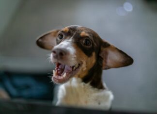 Mais de 40 cães resgatados de maus-tratos já estão prontos para adoção em Cuiabá