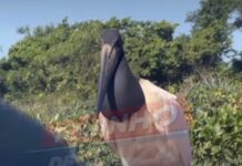 Veja Vídeo: Tuiuiú, gigante do Pantanal, impressiona com porte imponente e importância ecológica