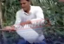 Veja Vídeo – Extraídos 40 litros de óleo de copaíba de uma única árvore em Mato Grosso
