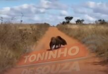 Veja Vídeo – Registro raro flagra dois tamanduás-bandeira juntos no Cerrado