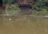 Veja Vídeo – Enxurrada arrasta toneladas de lixo e polui o Rio Cuiabá rumo ao Pantanal