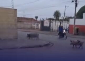 Veja Vídeo – Porcos soltos tomam conta das vias públicas em Várzea Grande
